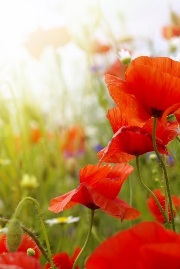 поле с маками