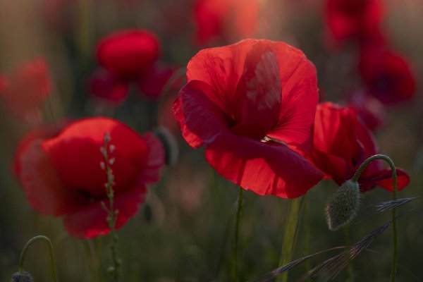 цветок красный