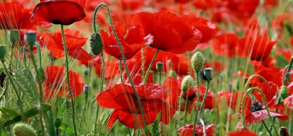 маковое поле