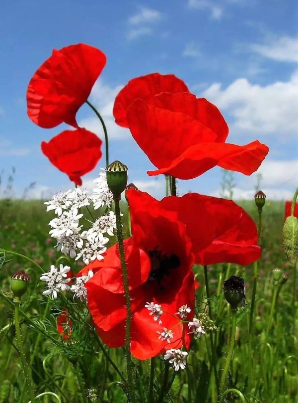 летние цветы