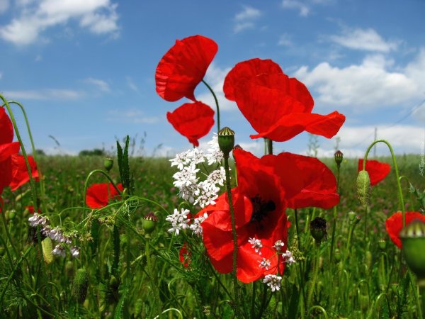 летние цветы