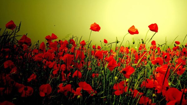 маковое поле