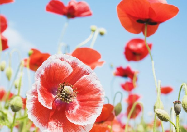 цветки мака