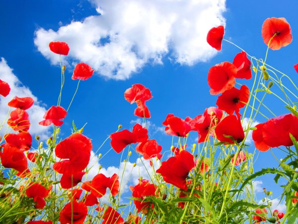 маковое поле