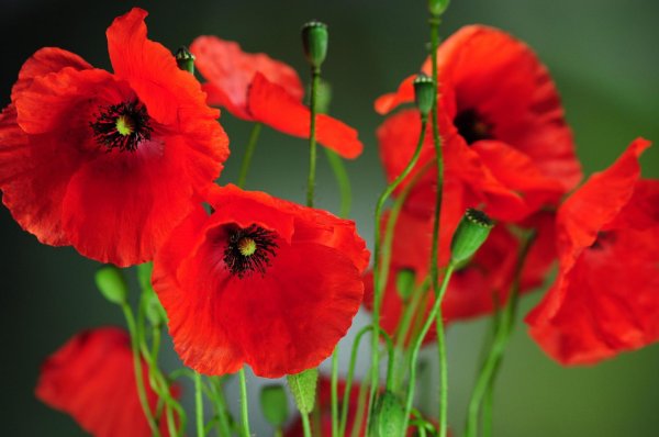 мак восточный распберри куин