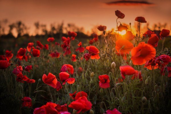 маковые поля кубани