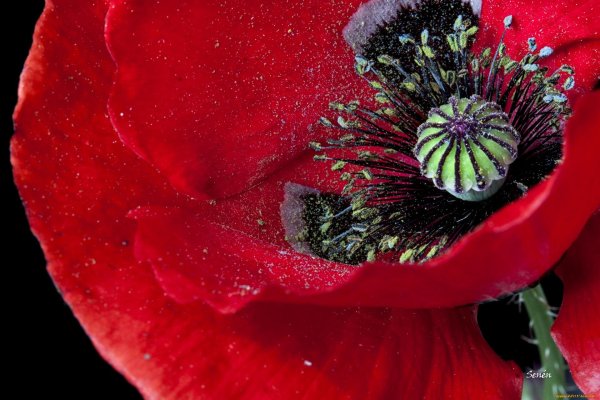 макросъемка цветов