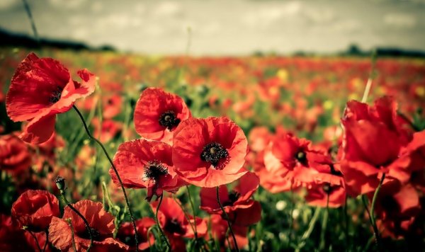 поле красных маков