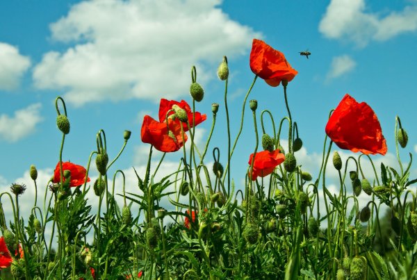 маковое поле