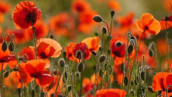 мак луговой