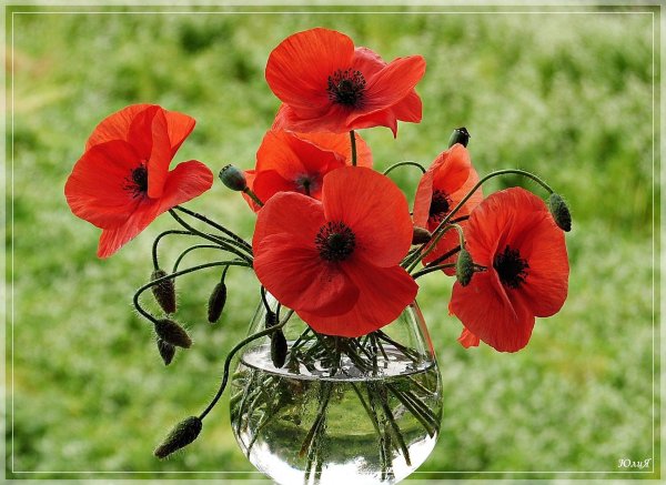 маковый букет