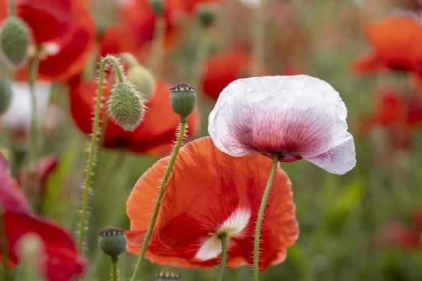 растение мак