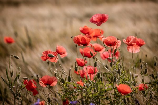 поле красных маков