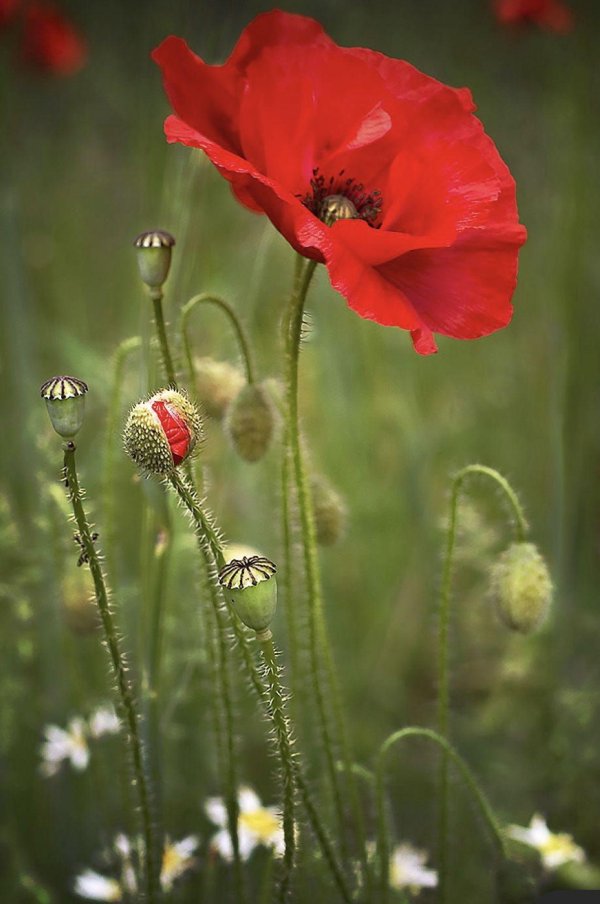 мак луговой