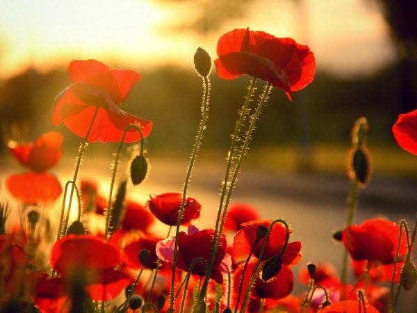 поле с маками