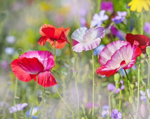 цветок полевой