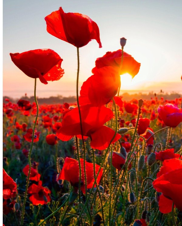 маковое поле