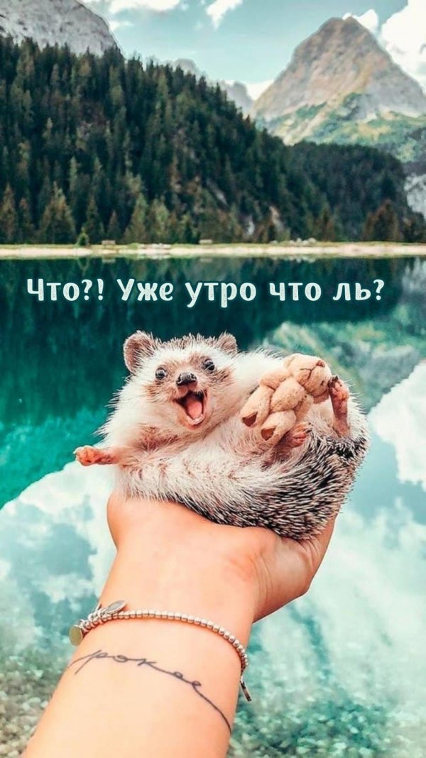 вдохновляющие животные