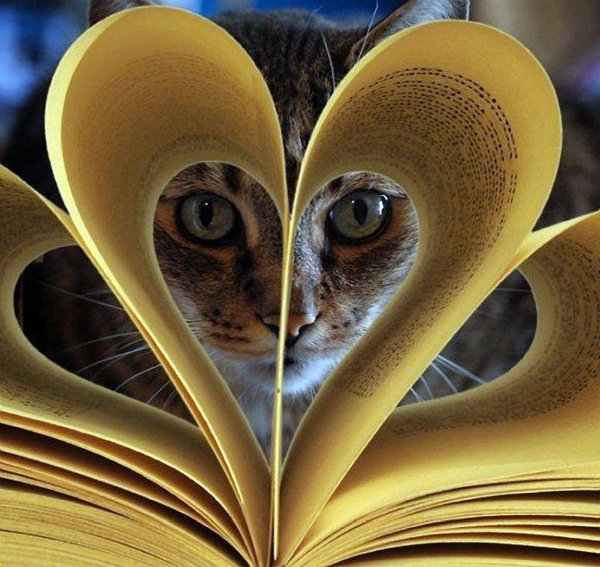 любовь к книгам