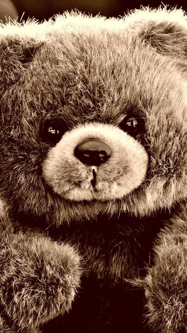 красивый медвежонок