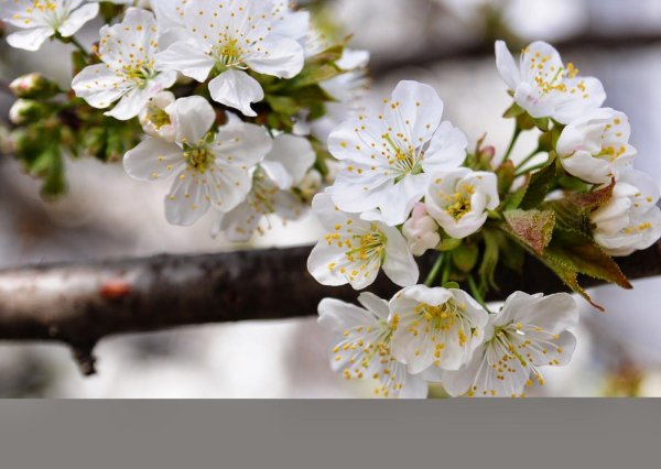 цветки вишни