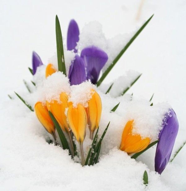 крокусы в снегу