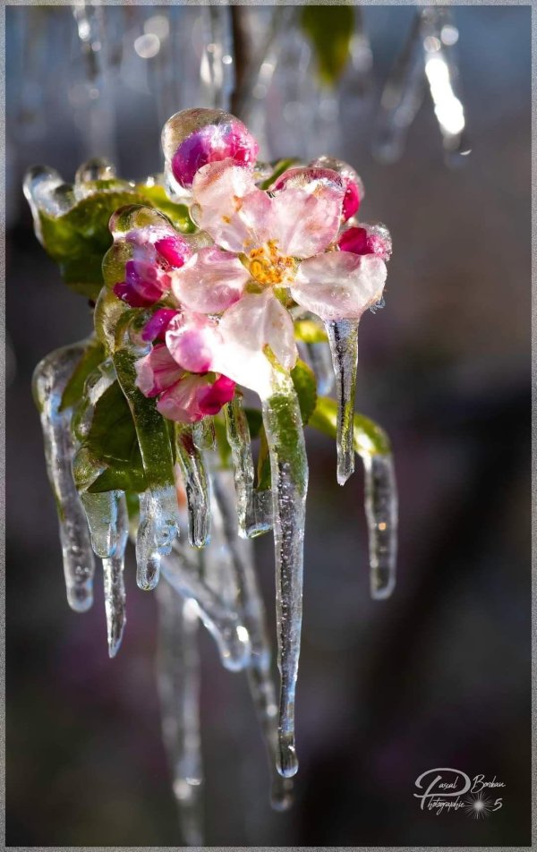 зимние цветы