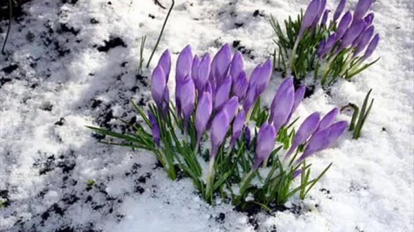 первоцветы в снегу