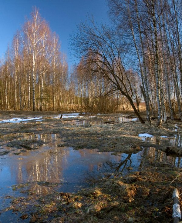 береза ранней весной