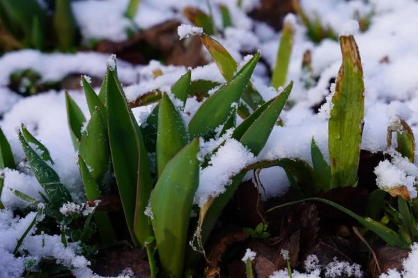 весенний снег