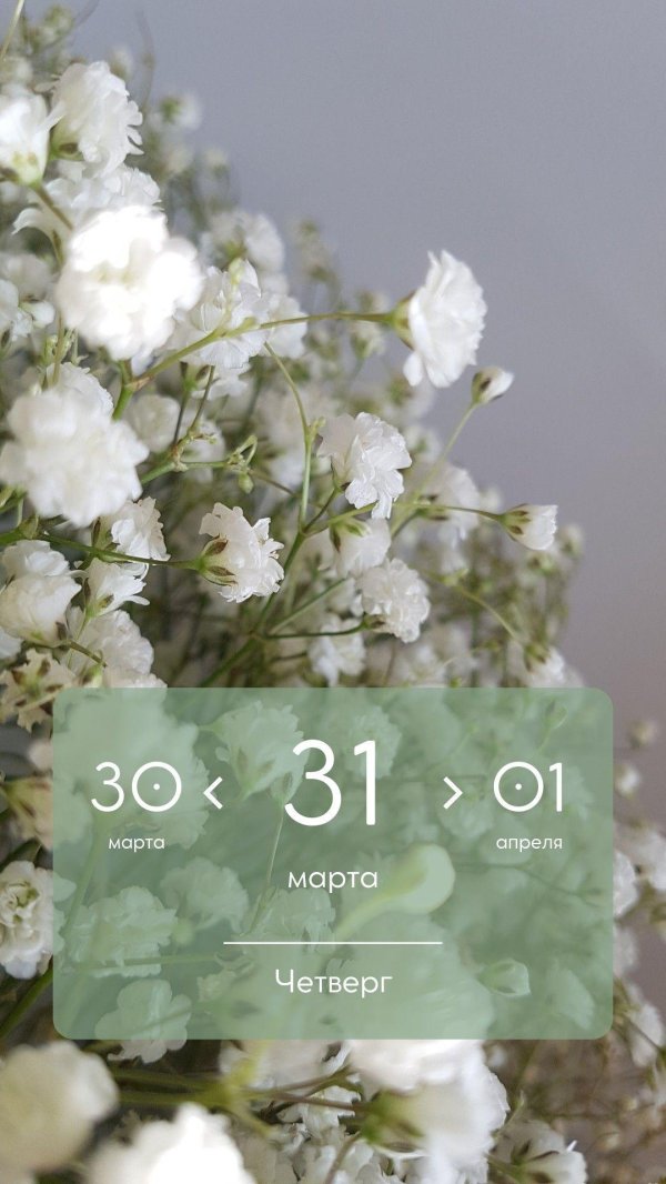 белые гипсофилы