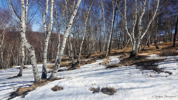 весенняя проталинка левитана