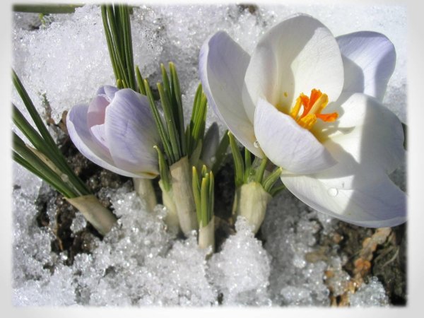 бойчечак гули