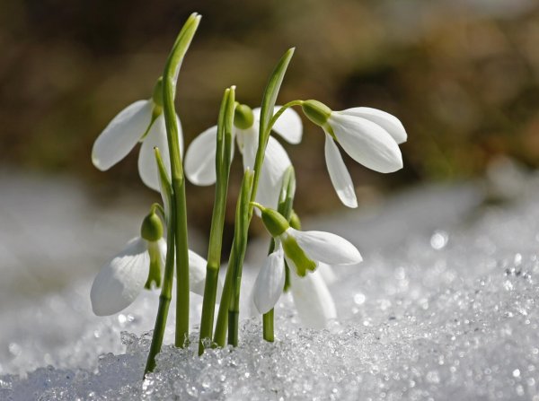 подснежники в снегу