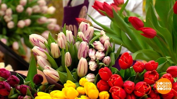 букет тюльпан