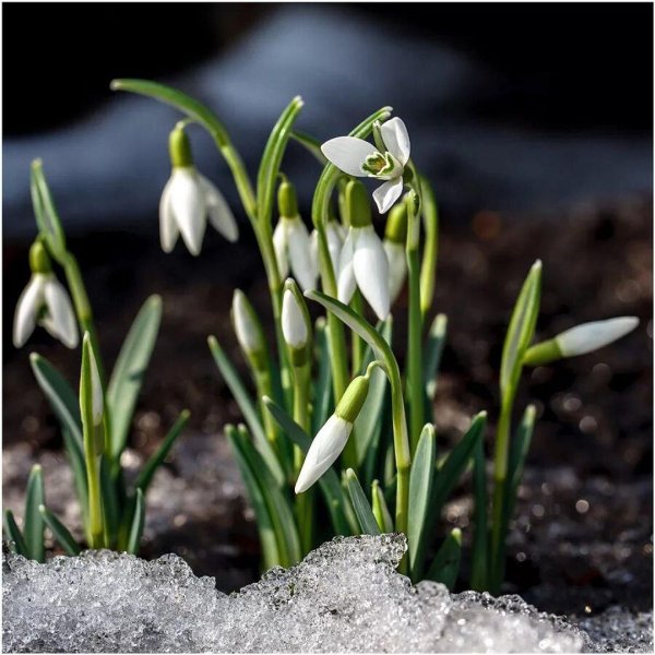 подснежники эдельвейсы