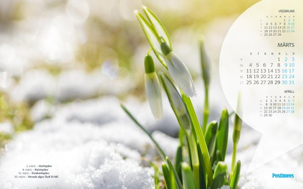 фон подснежники