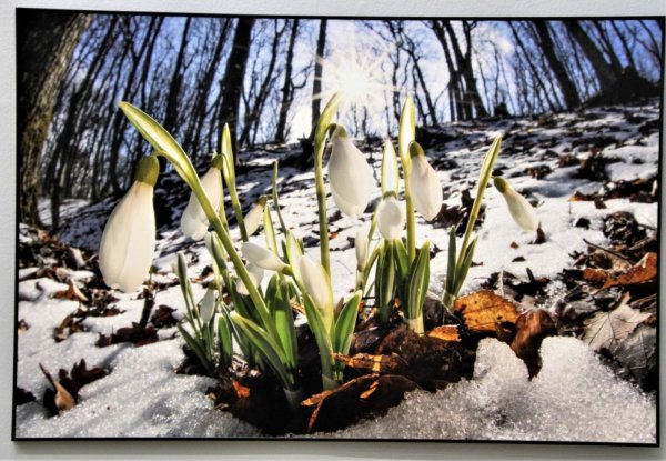 пробуждение весны