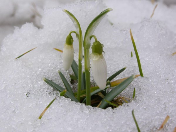 первоцветы подснежники