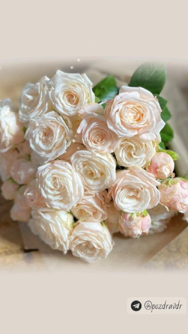 роза кустовая бомбастик