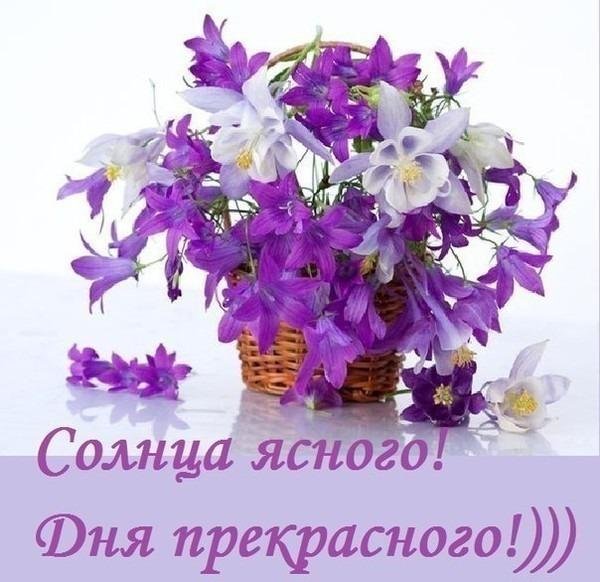 колокольчик кампанула lilac