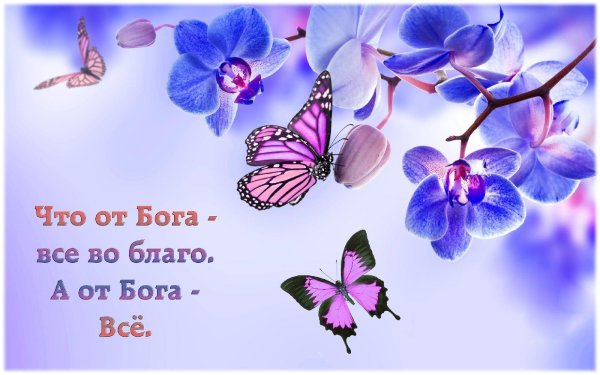 цветок орхидеи