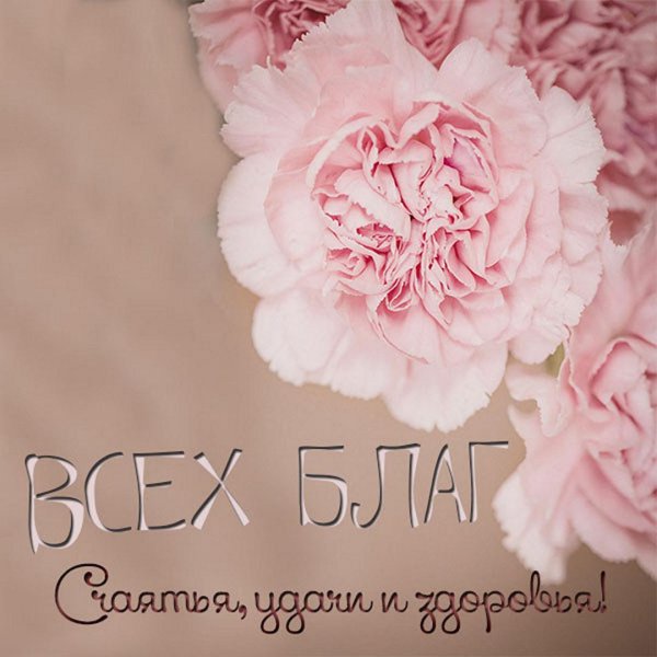 гвоздика розовая