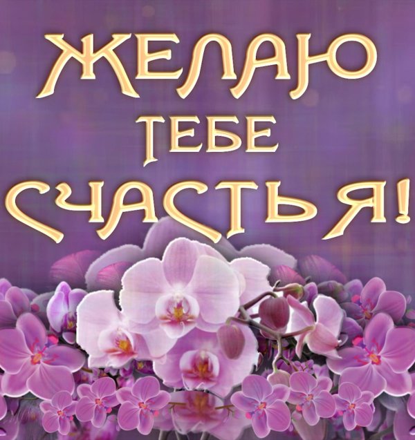 орхидеи фаленопсис