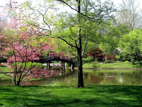 китайский парк ботанический сад