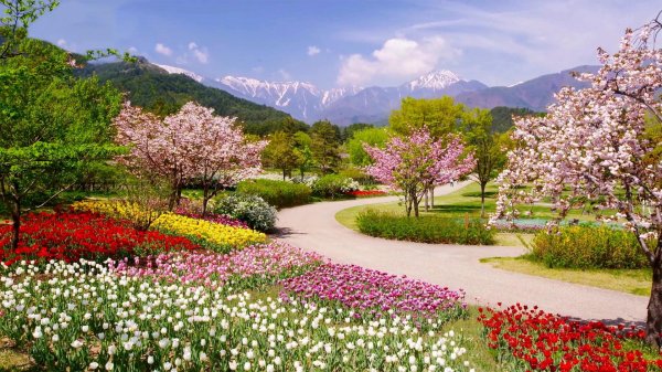 цветут сады