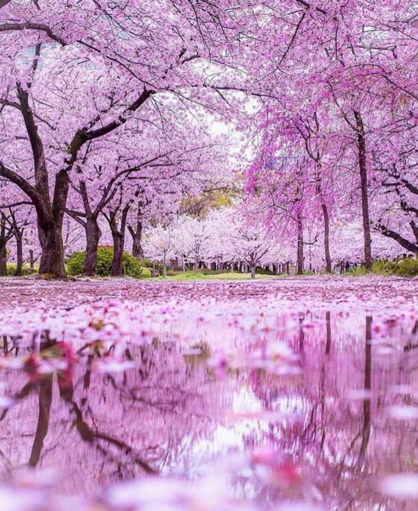 черри блоссом дерево