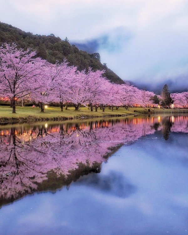 цветение сакуры