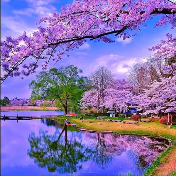 цветет сакура