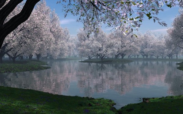 сакура дерево цветение